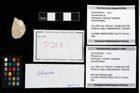 Foto (Objekt + Etikett) von Pithonoton sp.  (NHMW-GEO-2014-0194-0257)